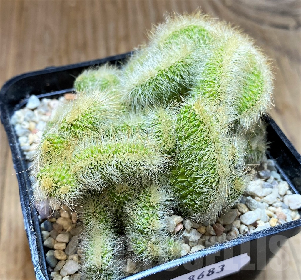 SH8683 Neobuxbaumia polylopha f. cristata - Image 2