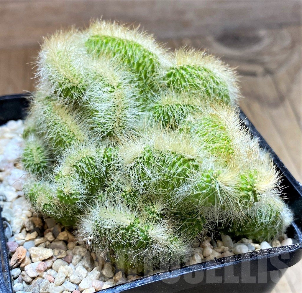 SH8683 Neobuxbaumia polylopha f. cristata