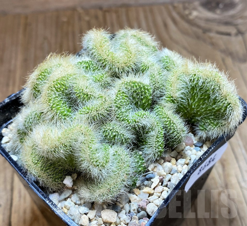 SH8684 Neobuxbaumia polylopha f. cristata - Image 2