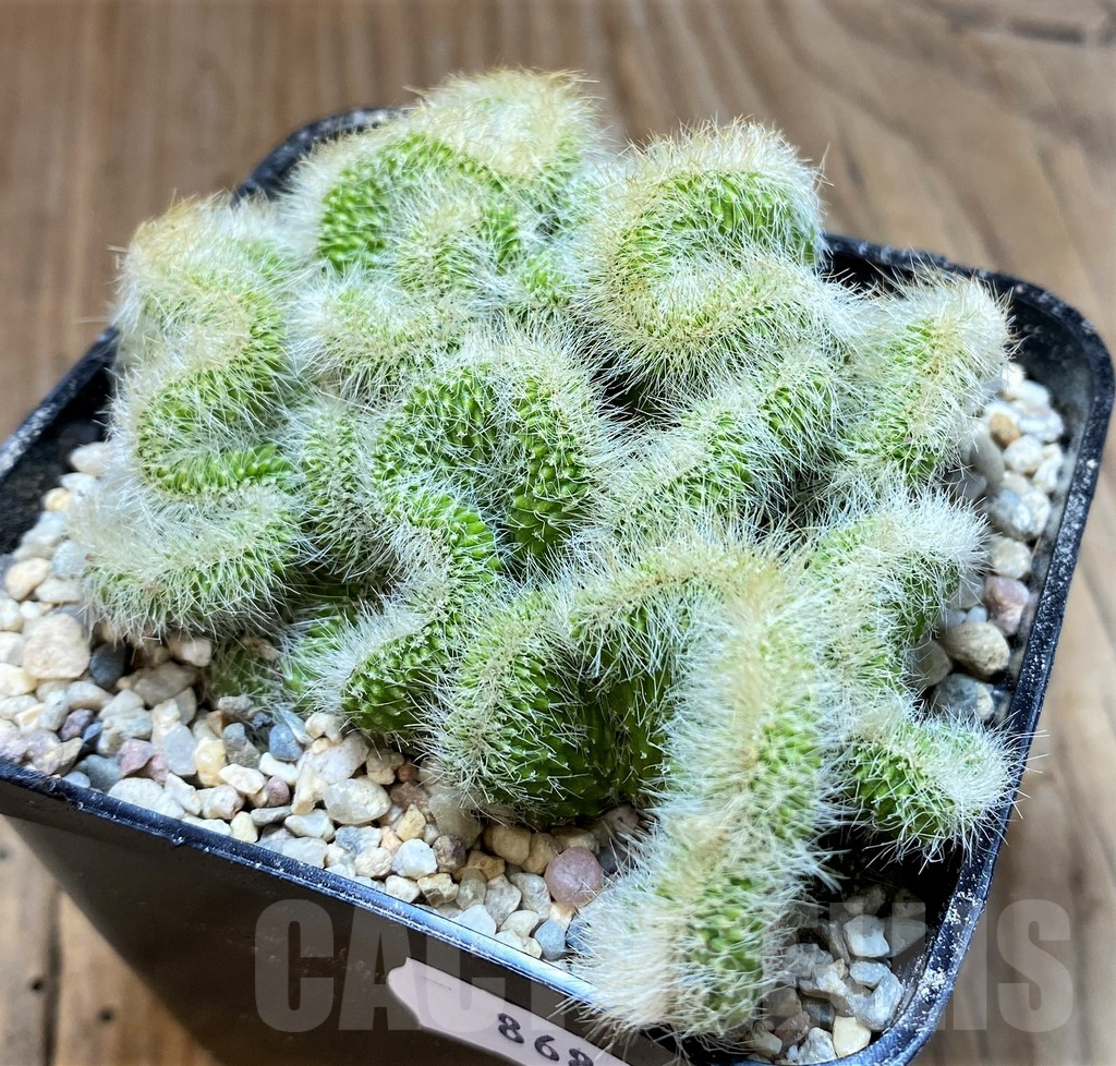 SH8684 Neobuxbaumia polylopha f. cristata