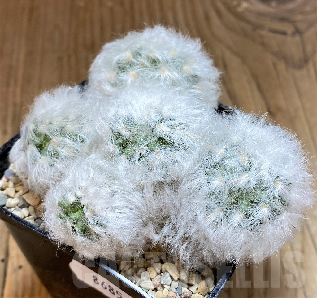 SH8685 Mammillaria bocasana v. multilanata