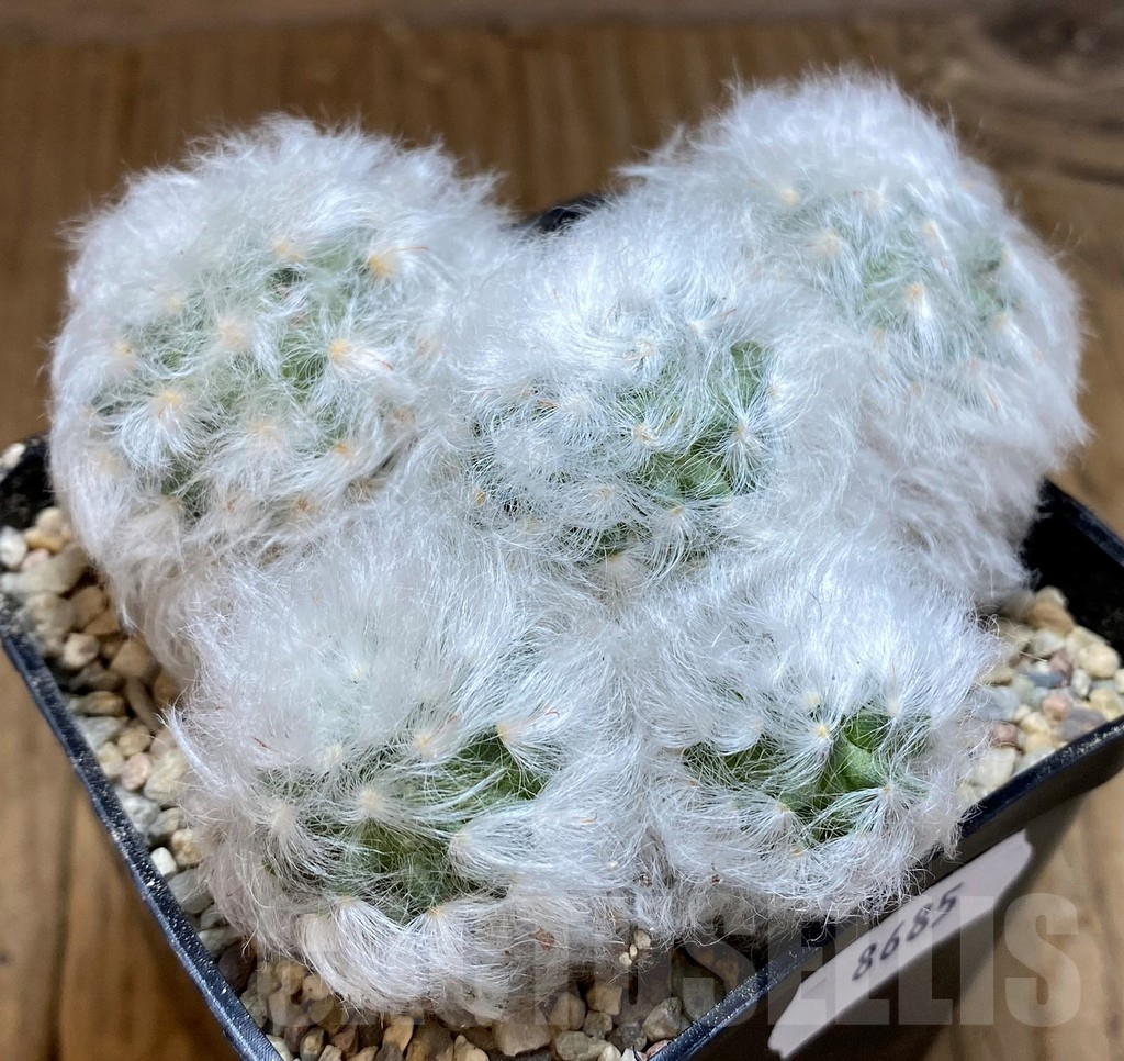 SH8685 Mammillaria bocasana v. multilanata - Image 2