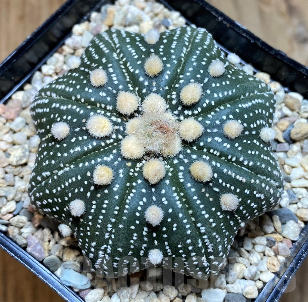 SH8686 Astrophytum asterias ‘Star Shape’