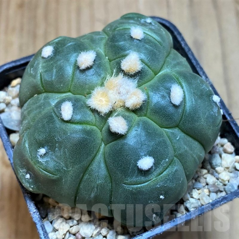 SH8689 Astrophytum asterias ‘Kikko’ 5-ribs