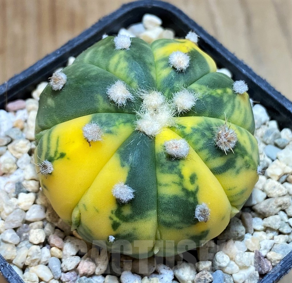 SH8691 Astrophytum asterias f. variegata