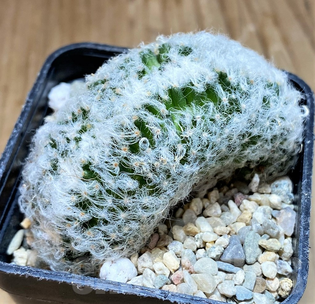 SH8695 Mammillaria albicoma f. cristata