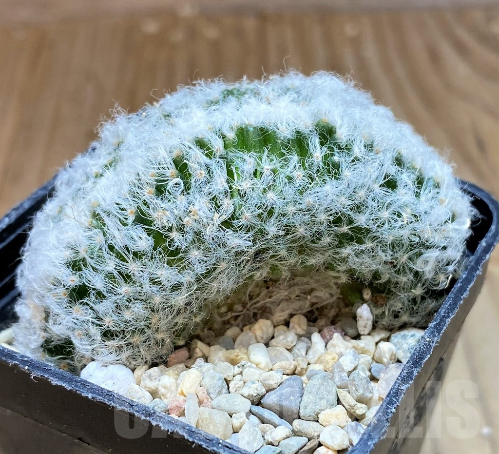 SH8695 Mammillaria albicoma f. cristata - Imagen 2