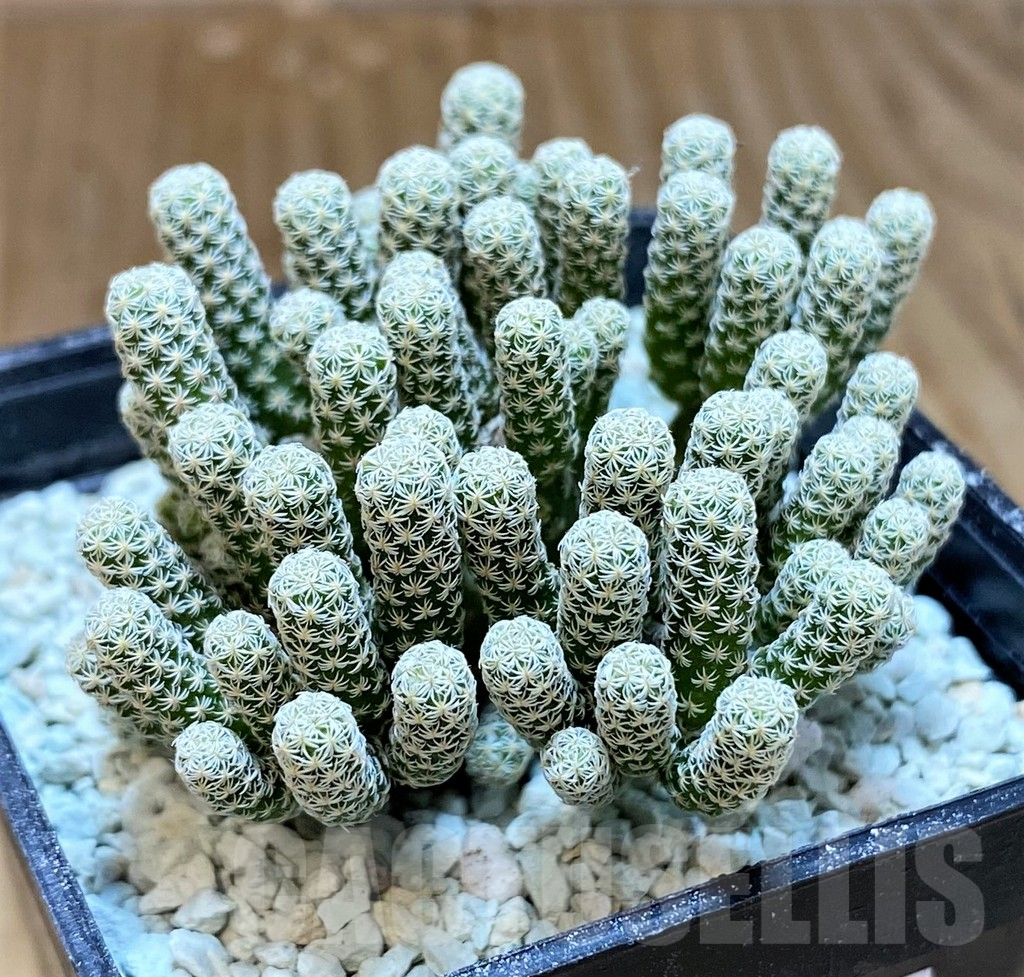 SH8696 Turbinicarpus krainzianus v. minimus