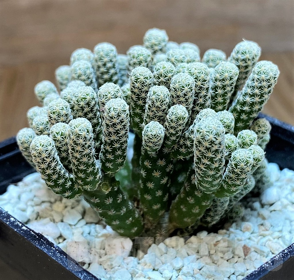 SH8696 Turbinicarpus krainzianus v. minimus - Imagen 2