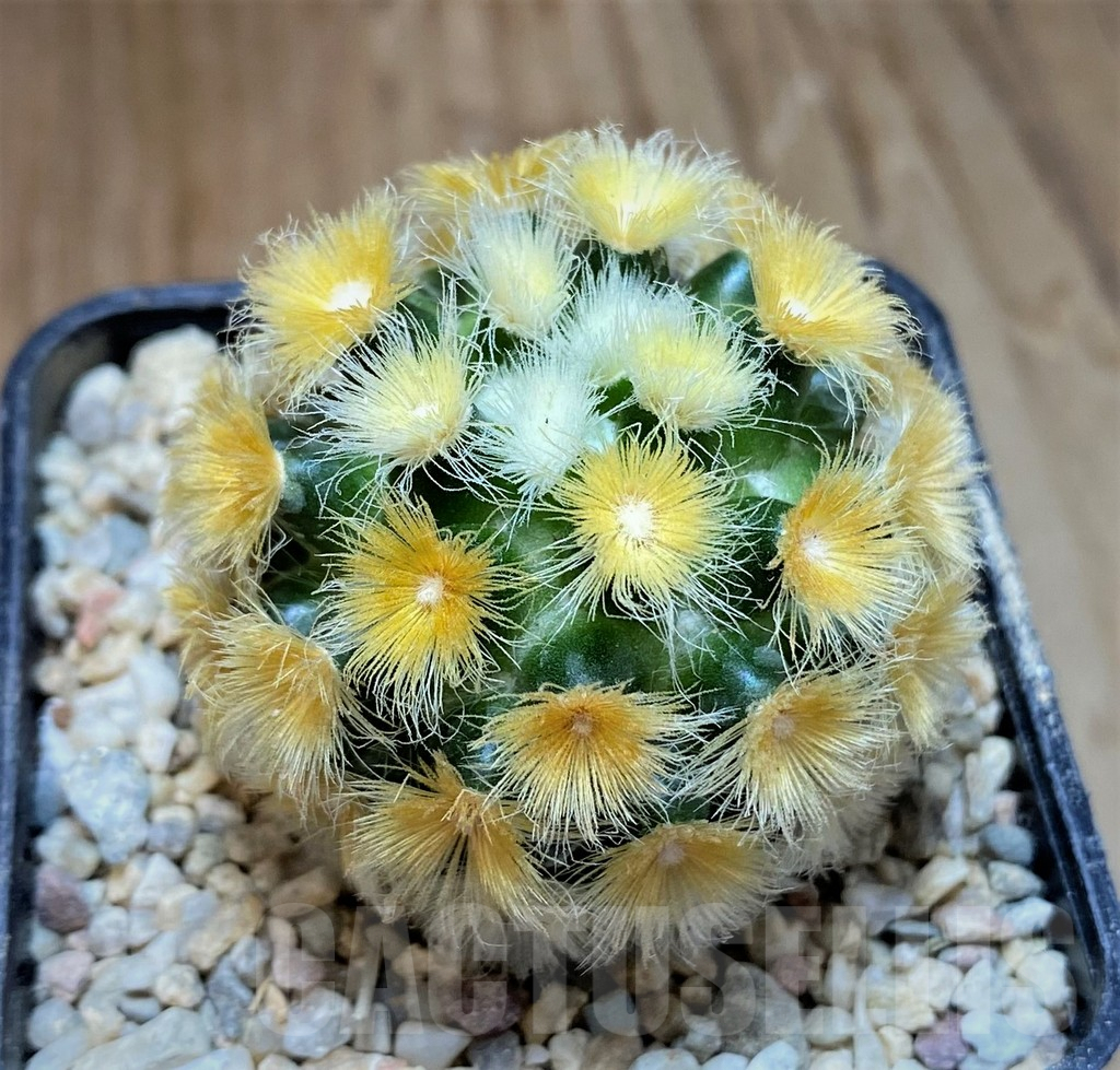 SH8697 Mammillaria carmenae hybrid, seedling