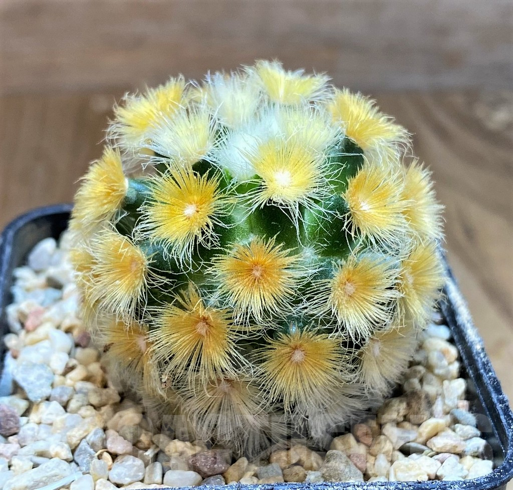 SH8697 Mammillaria carmenae hybrid, seedling - Image 2