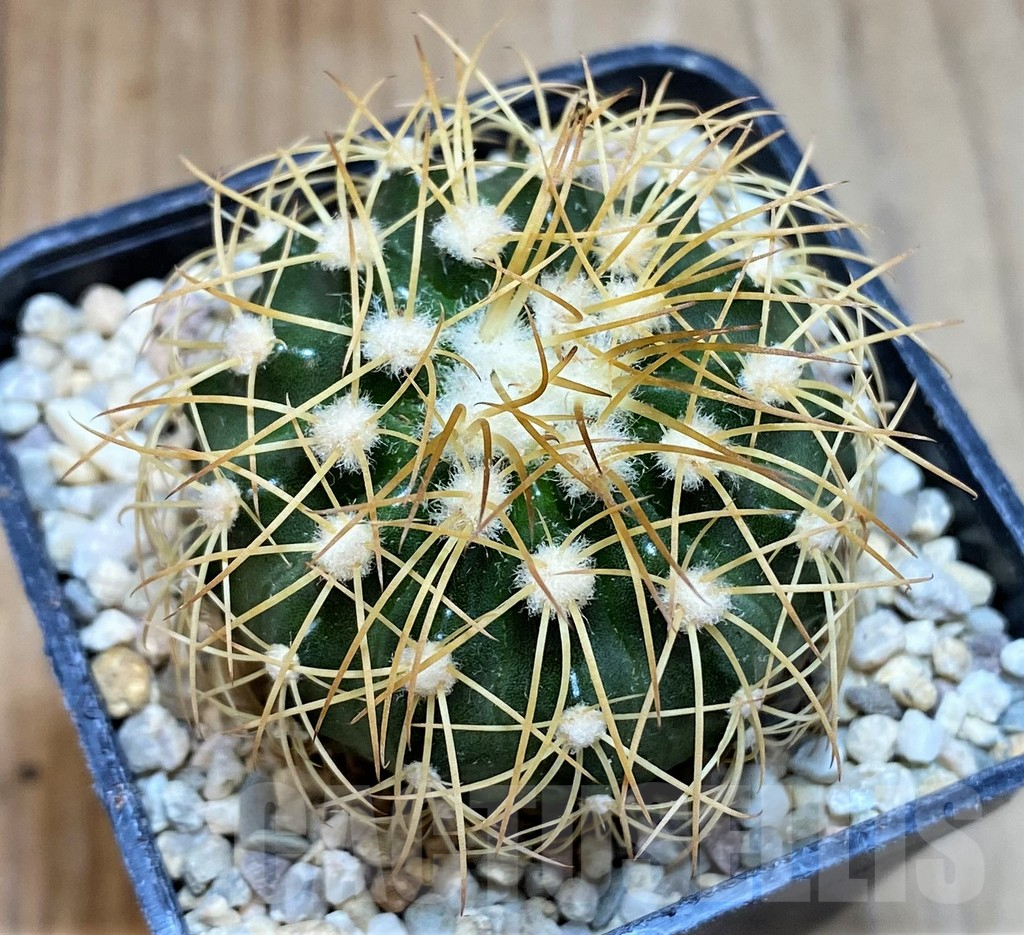 SH8700 Discocactus bahiensis - Image 2