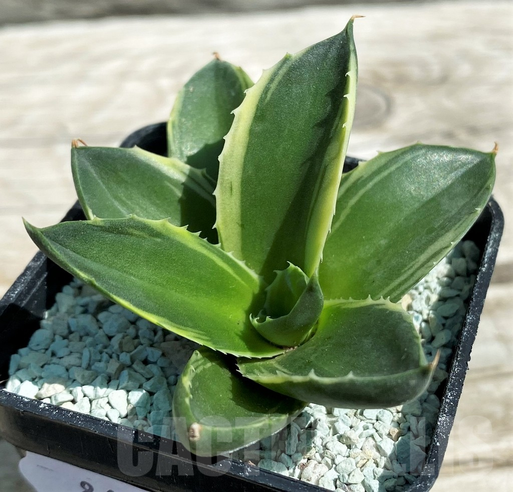 SH8645 Agave pixie f. variegata
