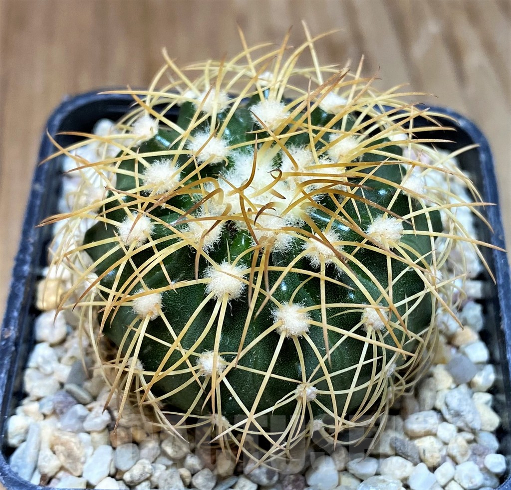SH8700 Discocactus bahiensis