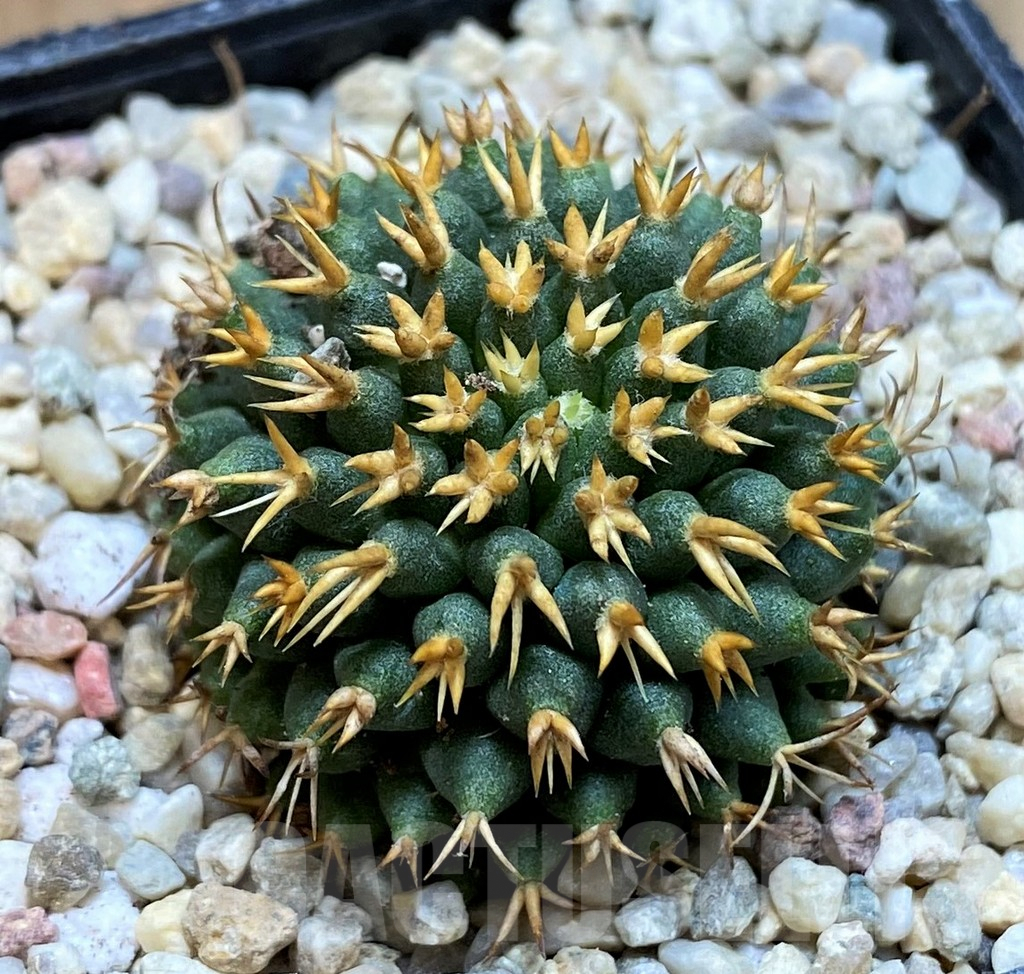 SH8701 Mammillaria camptotricha ‘Bru’ - Image 2