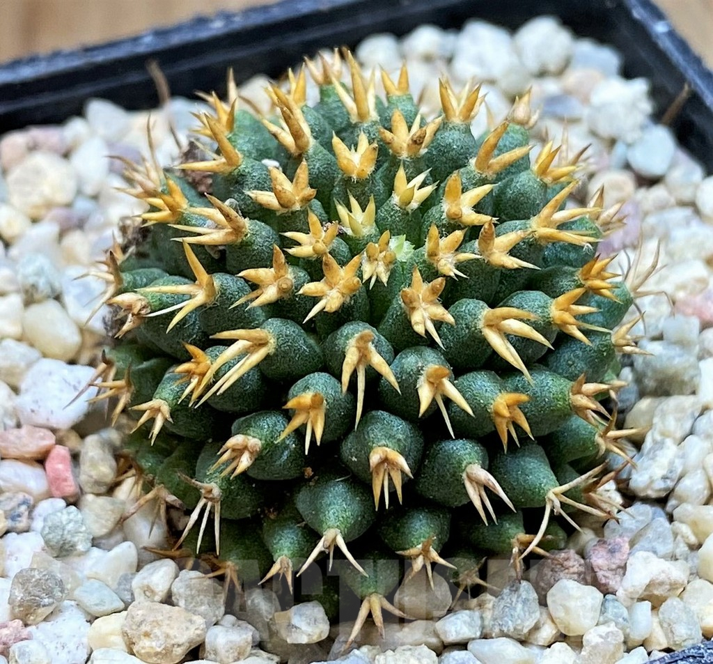 SH8701 Mammillaria camptotricha ‘Bru’