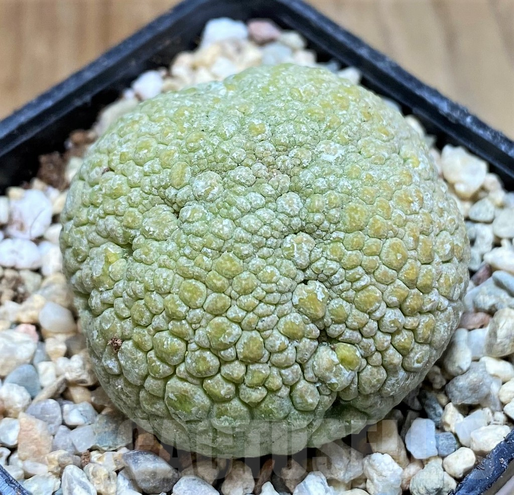 SH8702 Pseudolithos migiurtinus