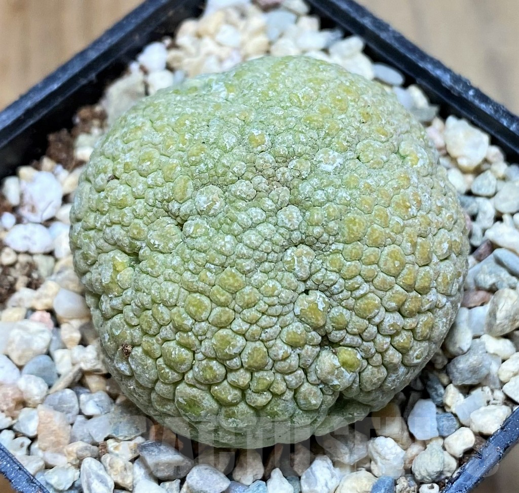 SH8702 Pseudolithos migiurtinus - Image 2