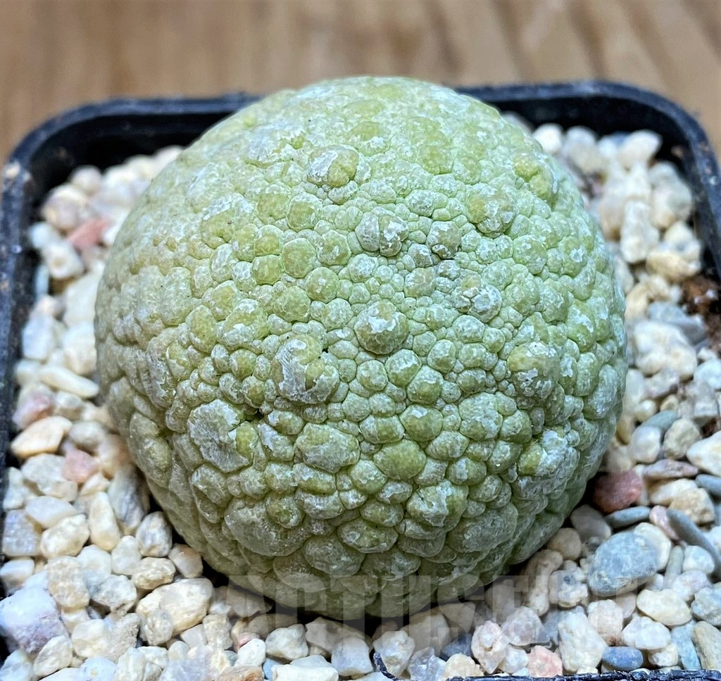 SH8703 Pseudolithos migiurtinus - Obrázek 2