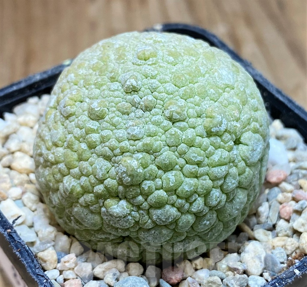 SH8703 Pseudolithos migiurtinus