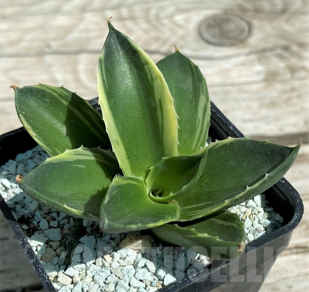 SH8645 Agave pixie f. variegata - immagine 2
