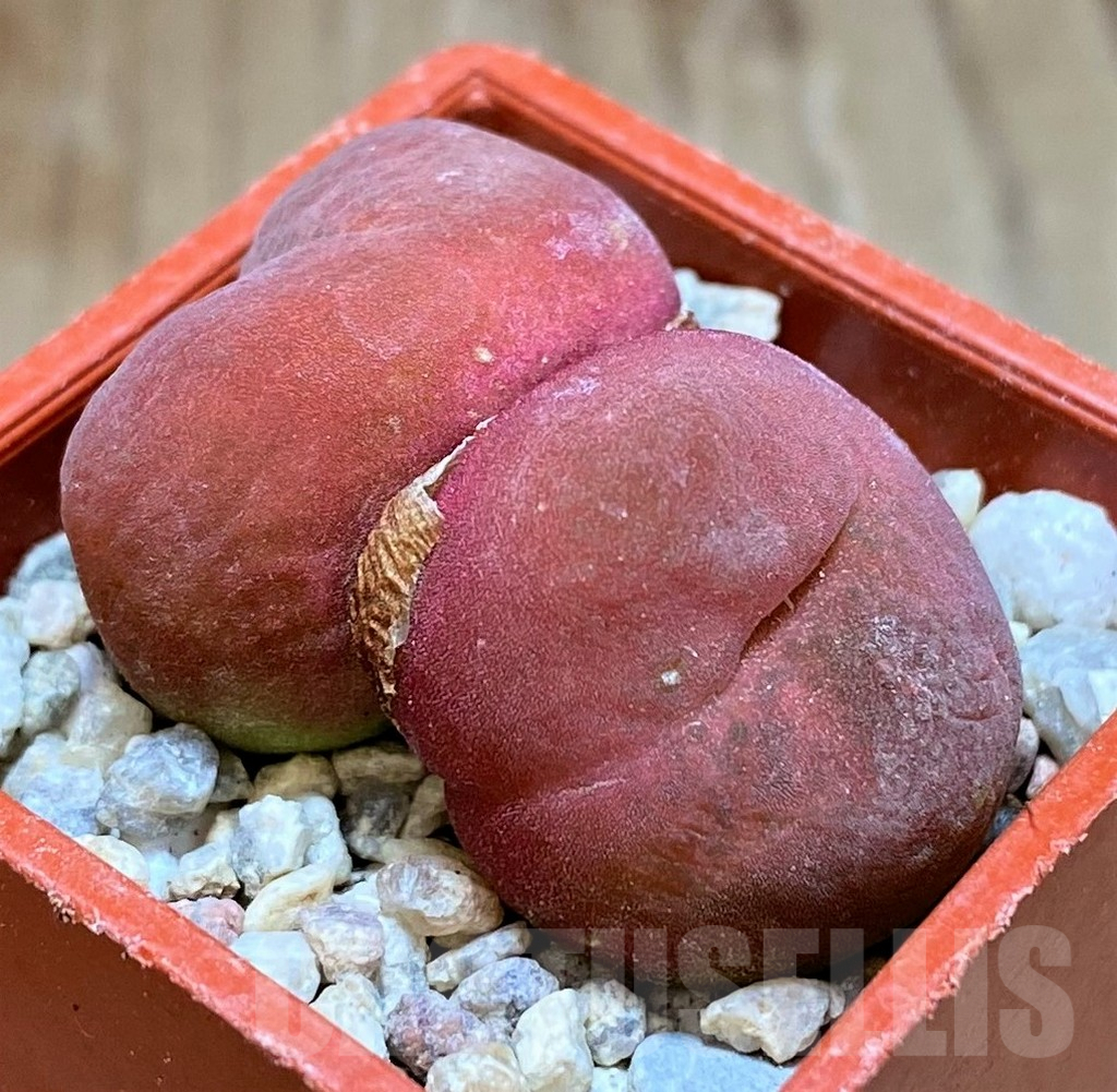 SH8704 Conophytum ratum