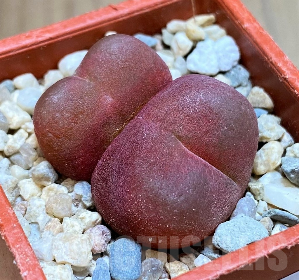 SH8705 Conophytum ratum