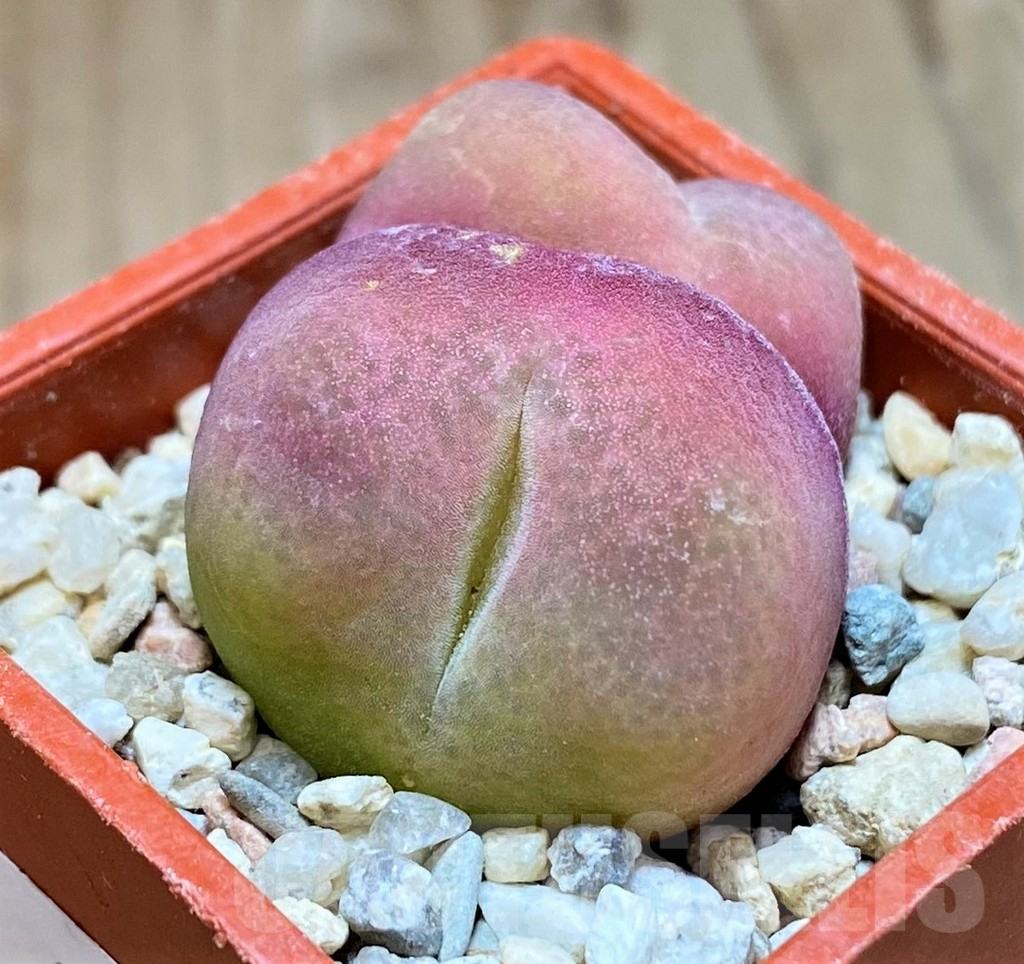 SH8707 Conophytum ratum