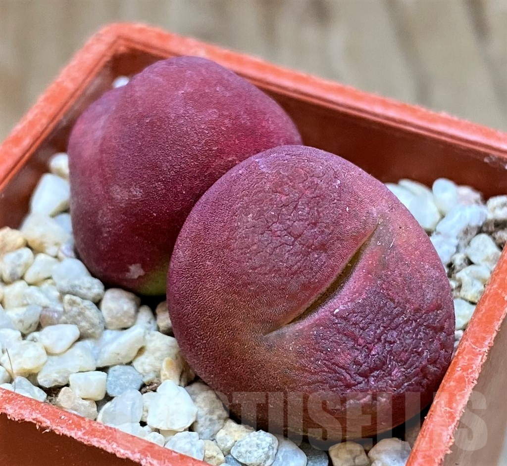 SH8708 Conophytum ratum