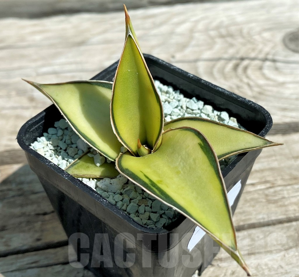 SH8640 Sansevieria lavranos 23251 f. variegata – Image 2