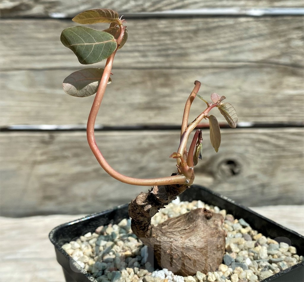 SH8647 Phyllanthus mirabilis