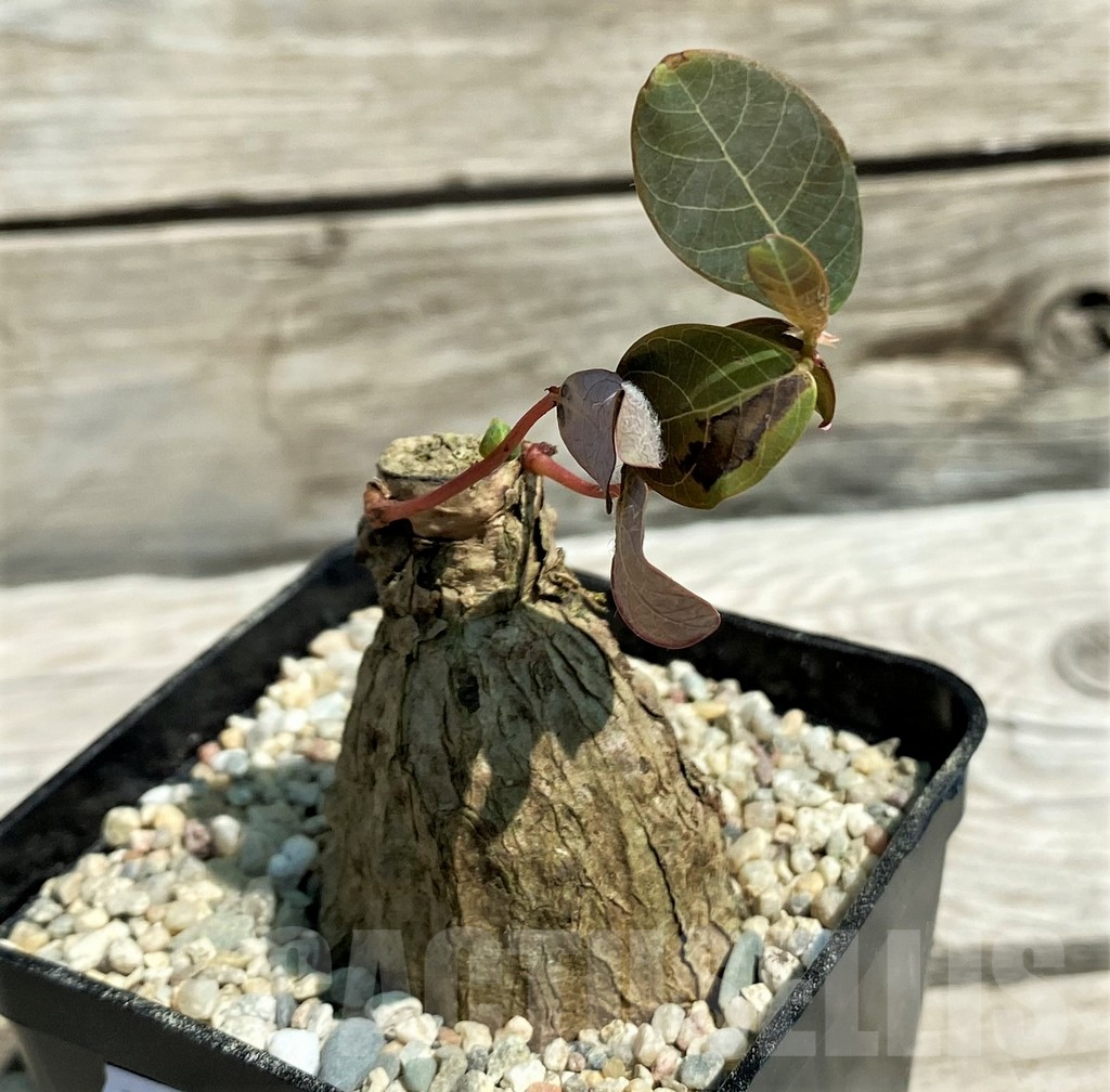 SH8648 Phyllanthus mirabilis