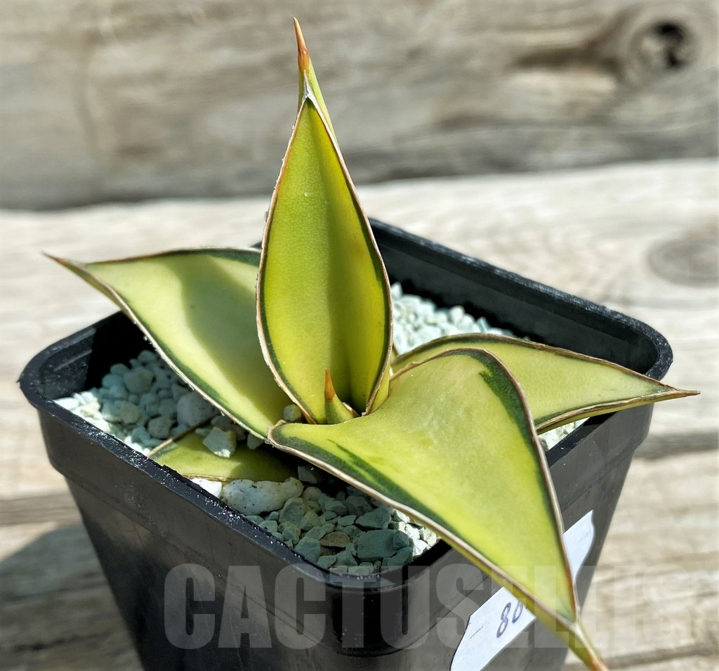 SH8640 Sansevieria lavranos 23251 f. variegata