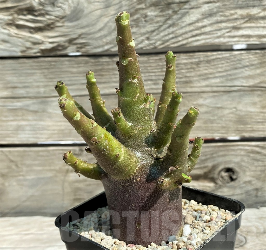 SH8650 Adenium arabicum 'Black Body'
