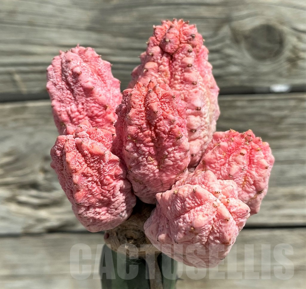 SH8651 Euphorbia abdelkuri ‘Damask’, grafted