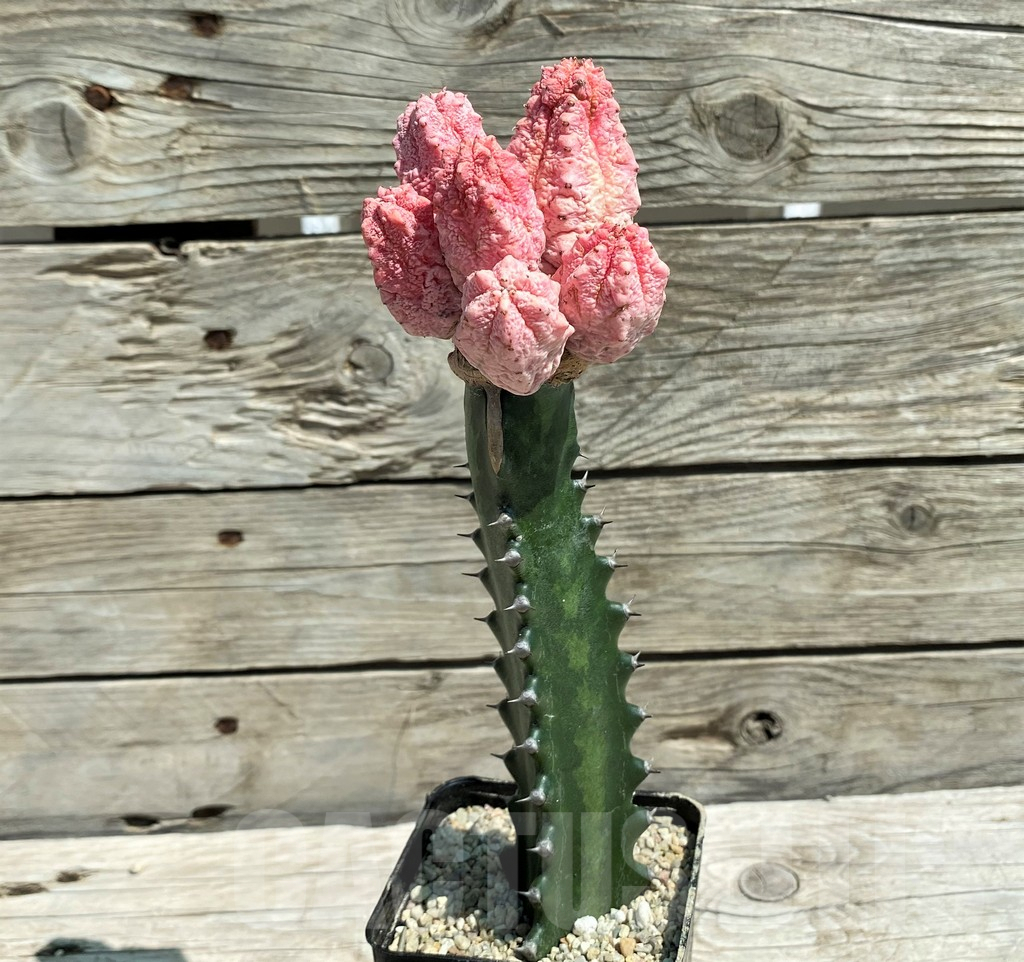 SH8651 Euphorbia abdelkuri ‘Damask’, grafted – Bild 2