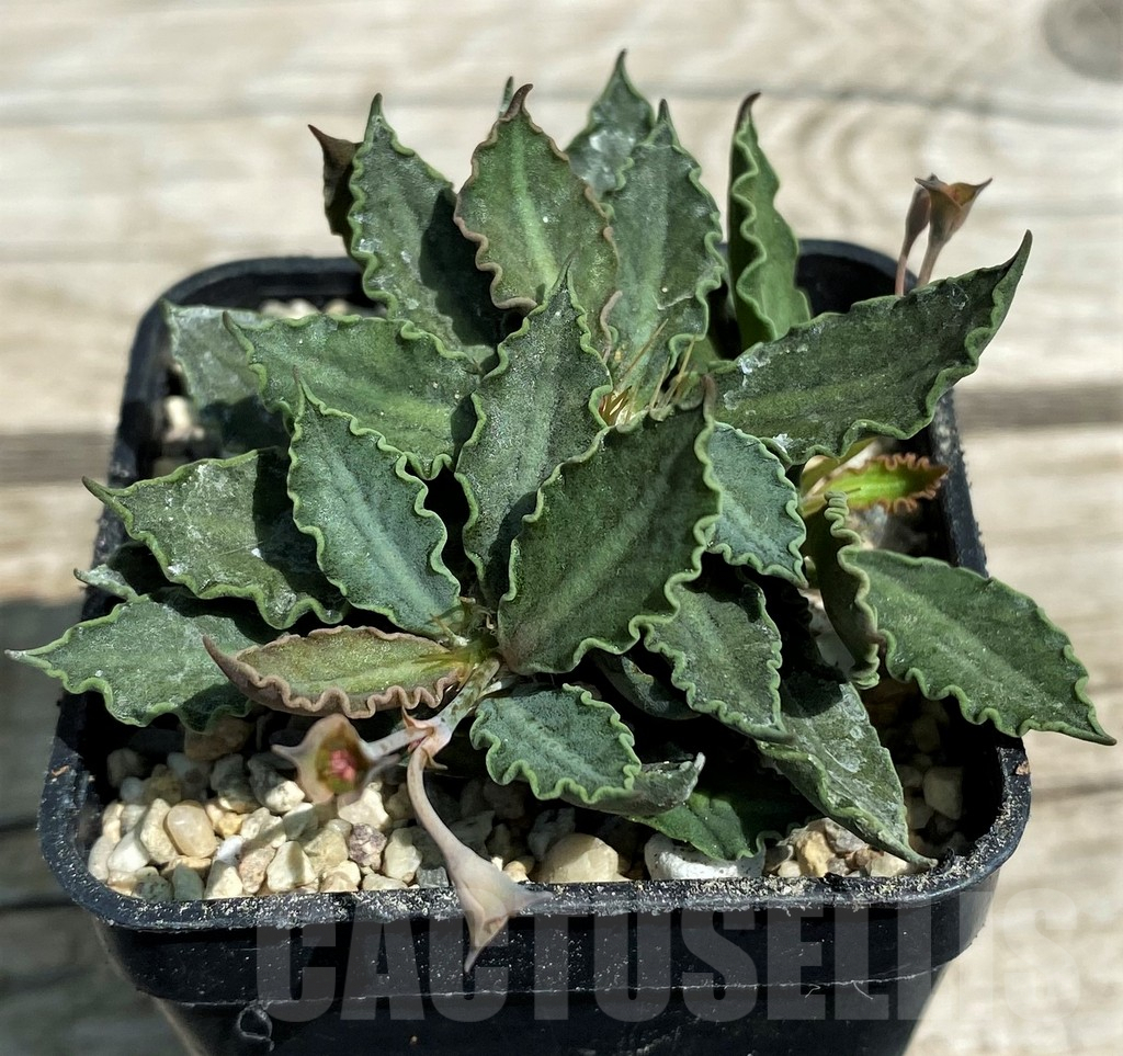 SH8653 Euphorbia tulearensis hybrid - Image 2