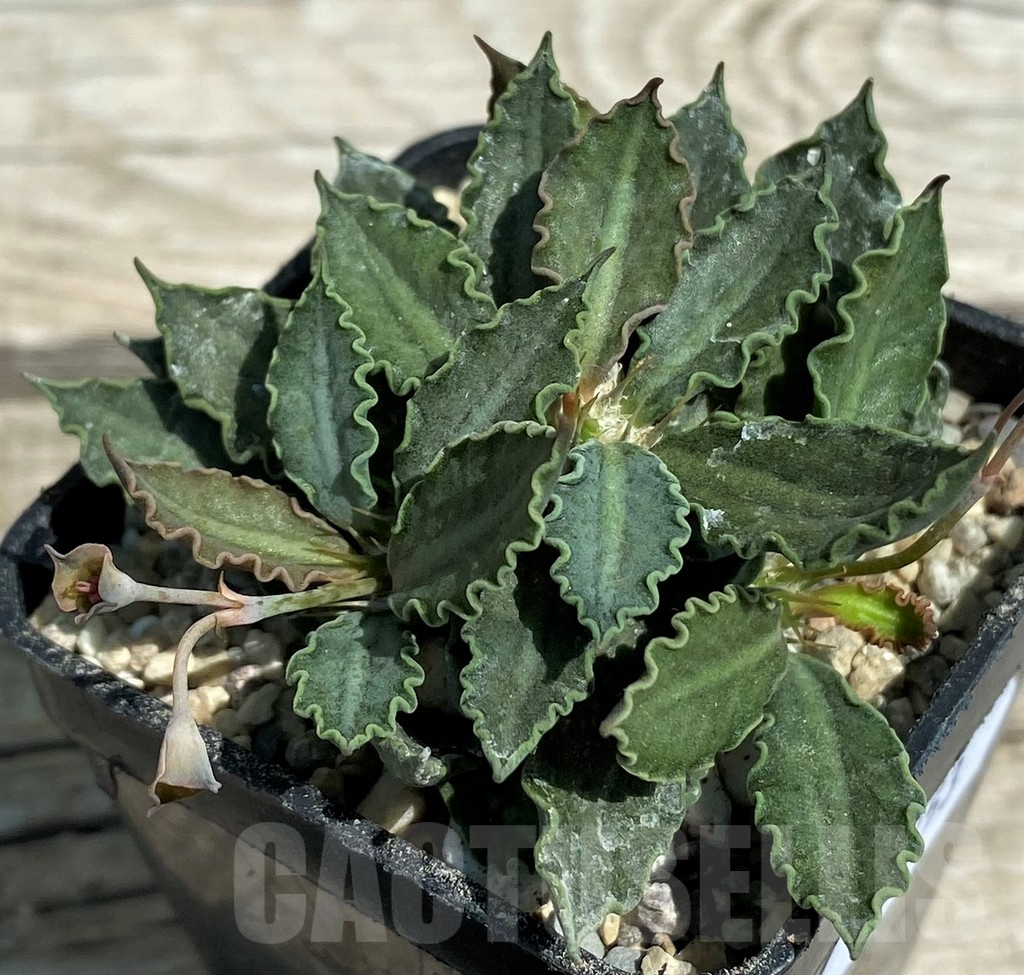 SH8653 Euphorbia tulearensis hybrid