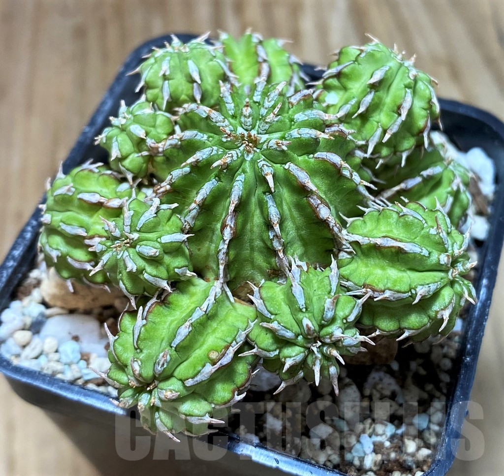 SH8654 Euphorbia sepulta