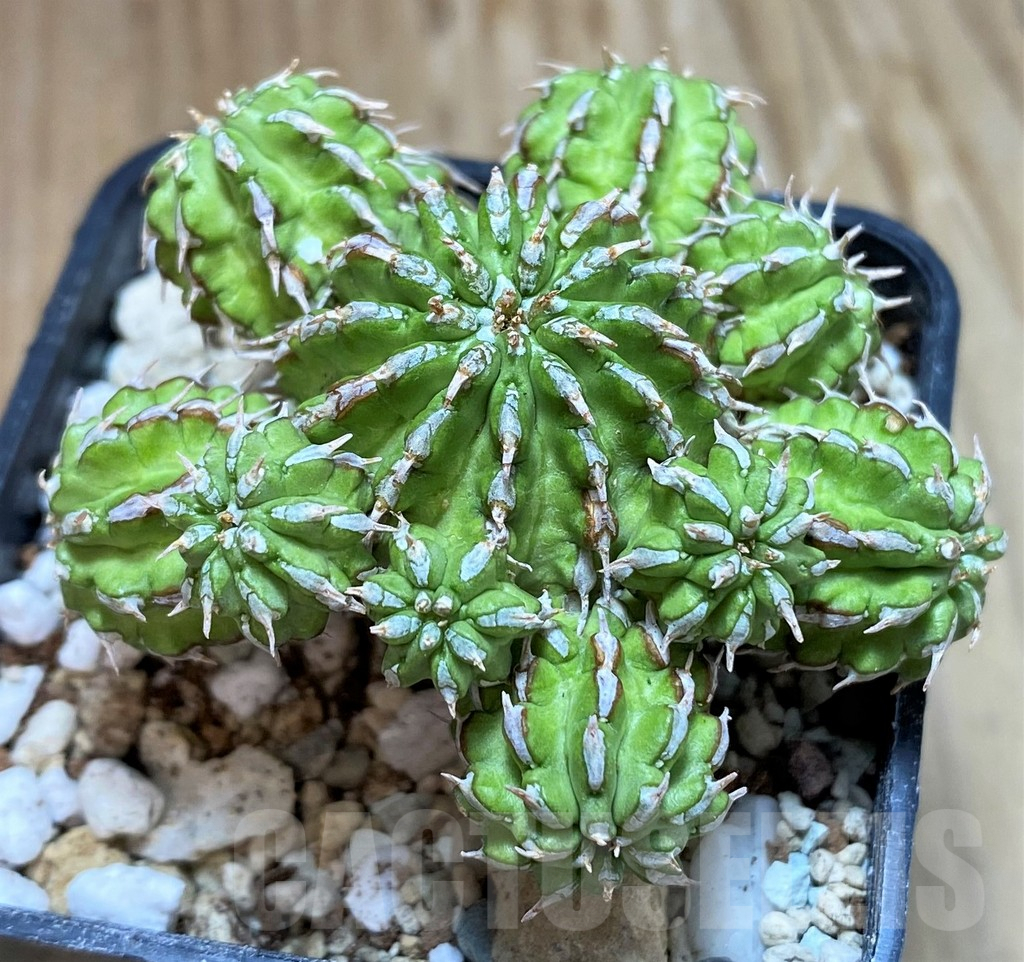 SH8654 Euphorbia sepulta - Зображення 2
