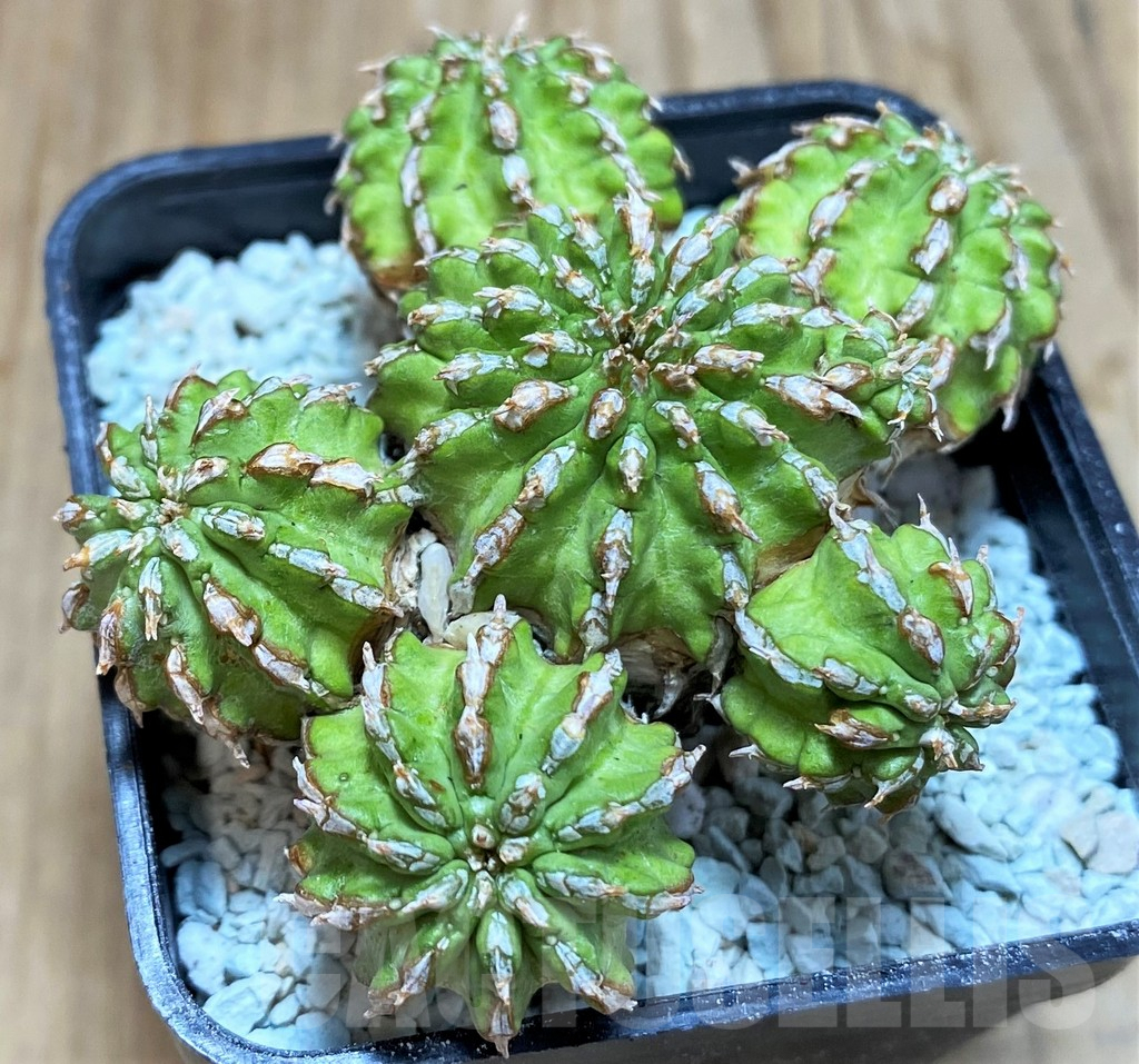 SH8655 Euphorbia sepulta