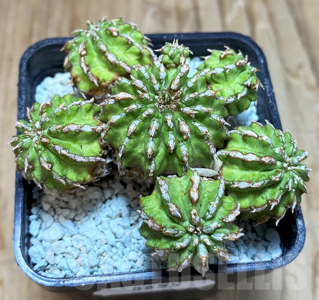 SH8655 Euphorbia sepulta - Obrázek 2