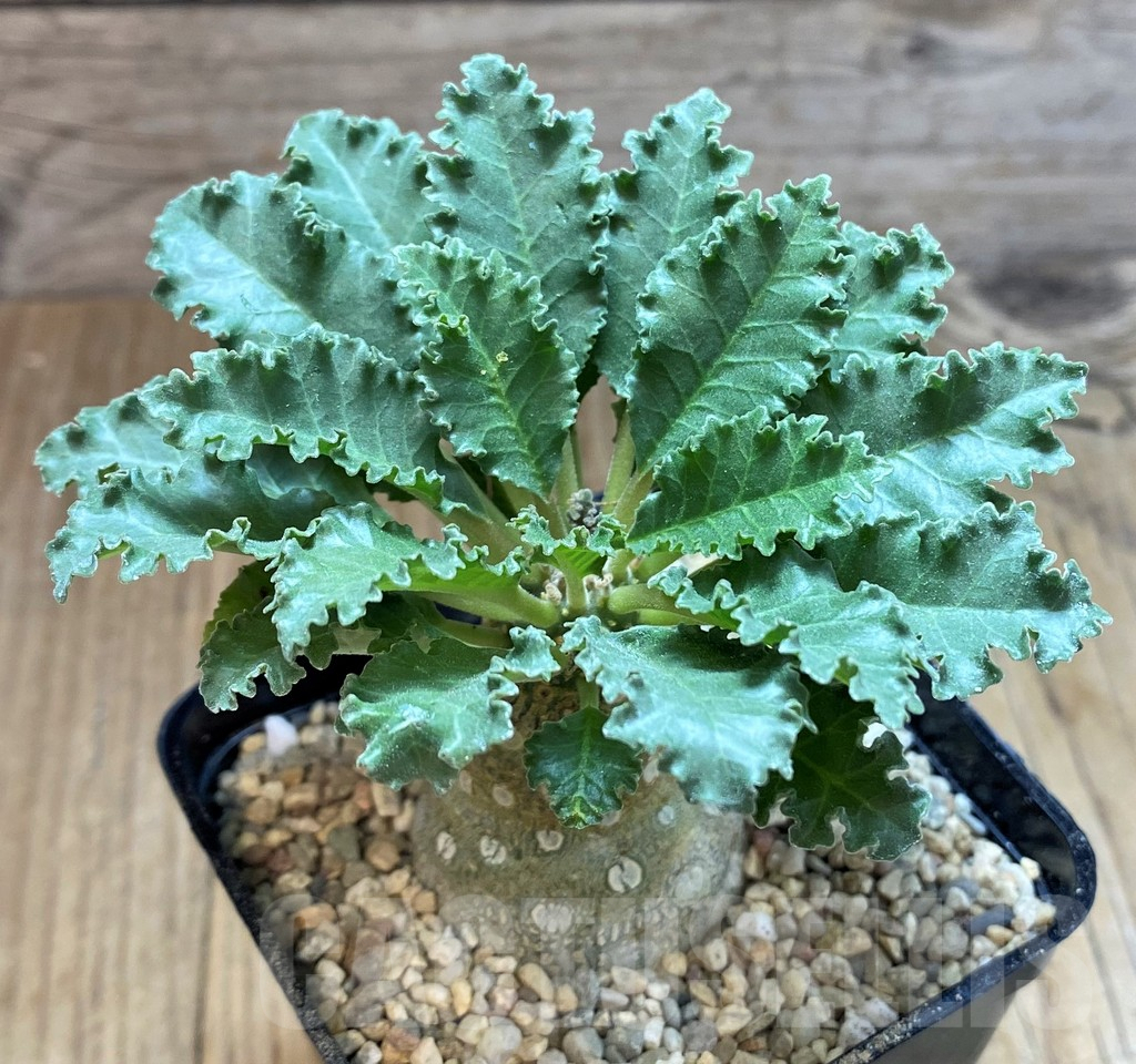 SH8656 Dorstenia lavrani - Image 2