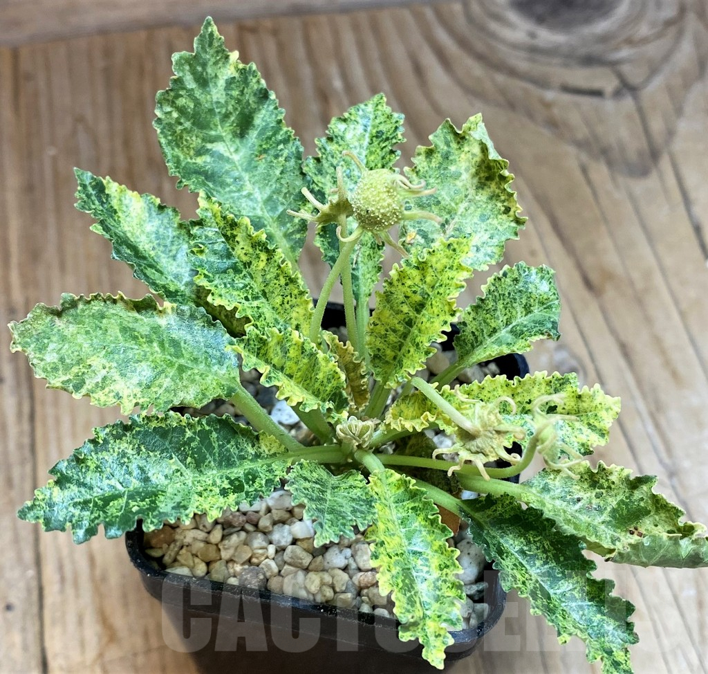 SH8657 Dorstenia hybrid f. variegata