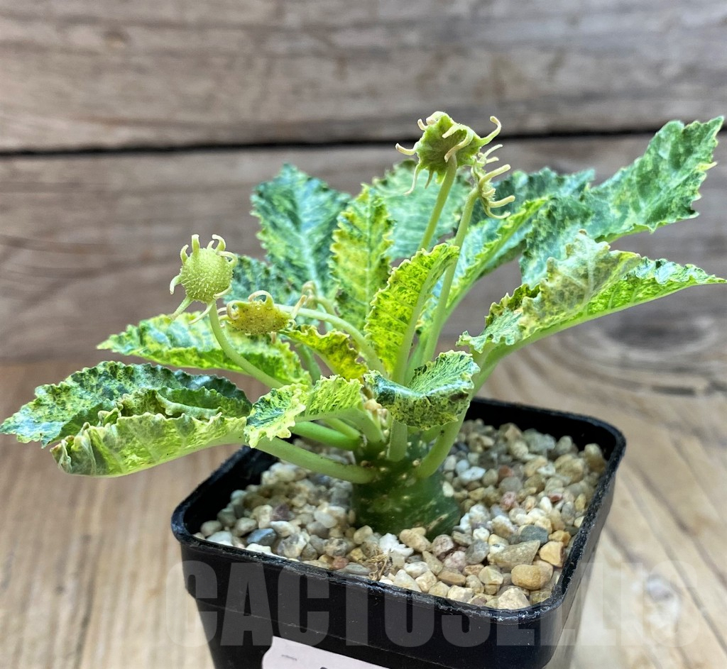 SH8657 Dorstenia hybrid f. variegata - Image 2