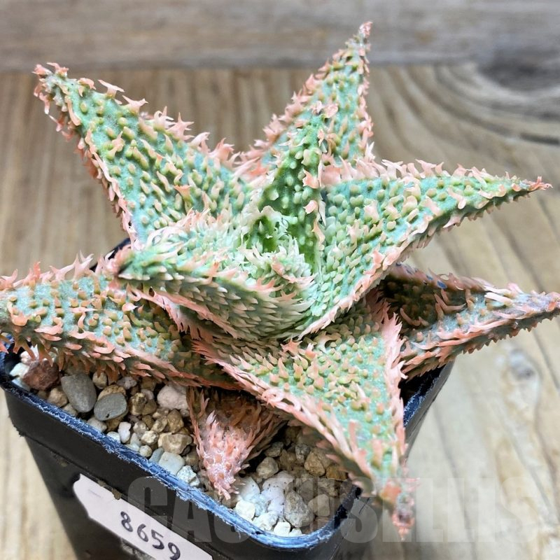 SH8659 Aloe TCT hybrid