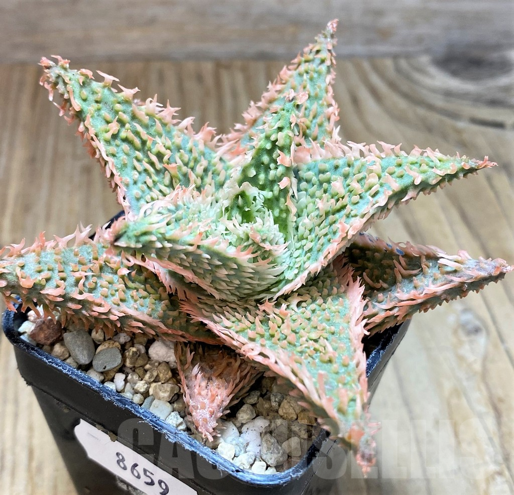 SH8659 Aloe TCT hybrid