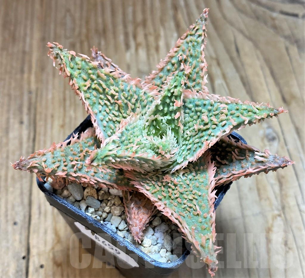 SH8659 Aloe TCT hybrid - Image 2