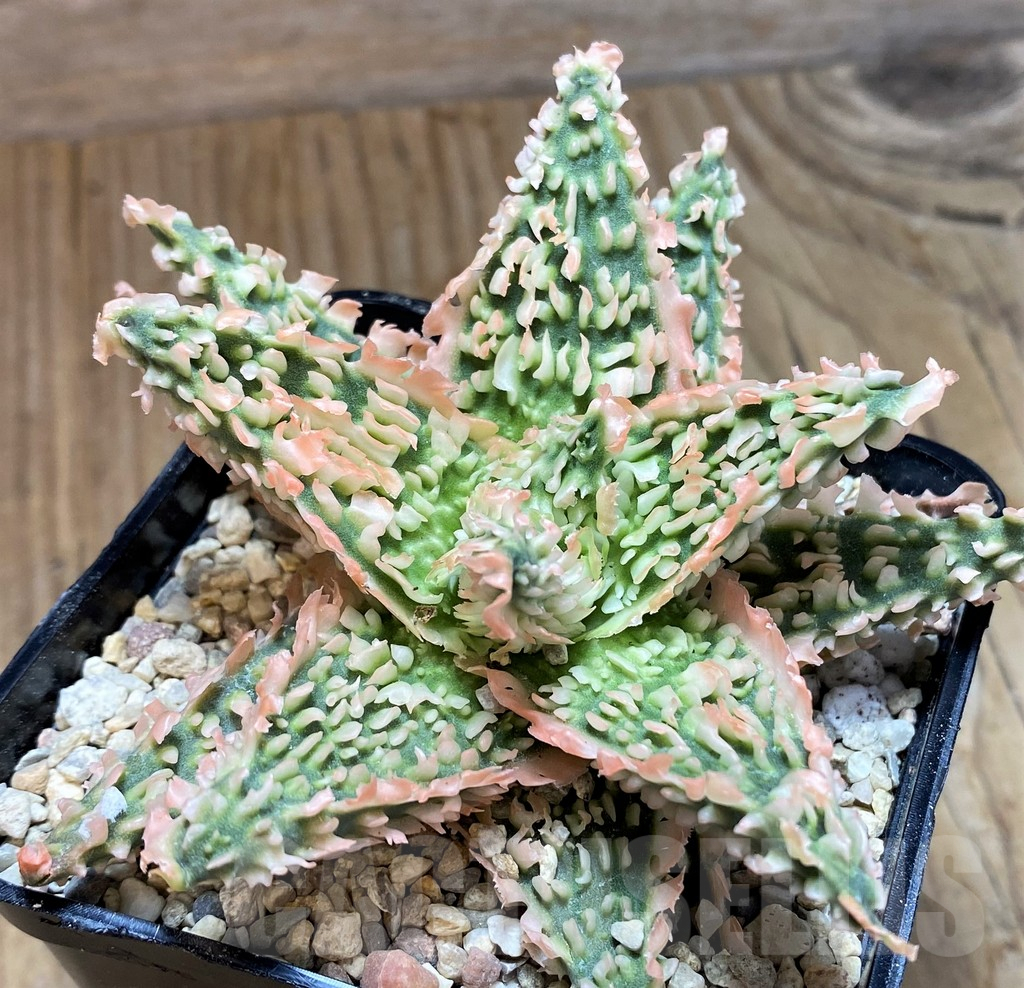 SH8660 Aloe TCT hybrid - Image 2