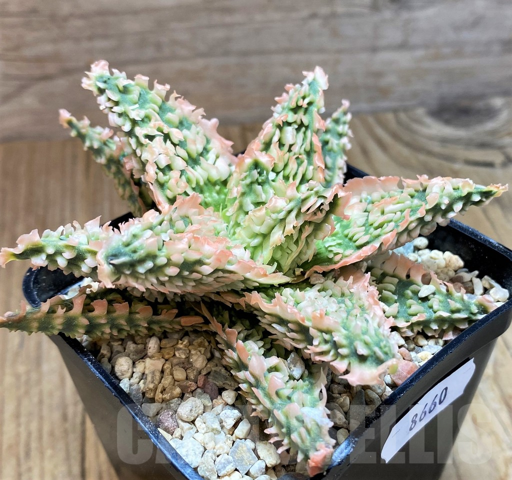 SH8660 Aloe TCT hybrid